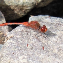 Diplacodes bipunctata (Wandering Percher) at Fadden, ACT - 26 Mar 2020 by RodDeb