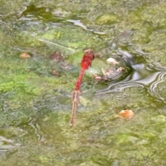 Diplacodes bipunctata at Fadden, ACT - 26 Mar 2020