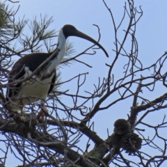 Threskiornis spinicollis (Straw-necked Ibis) at Fadden, ACT - 26 Mar 2020 by RodDeb