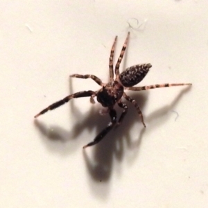 Sondra sp. (genus) at Kambah, ACT - 26 Mar 2020