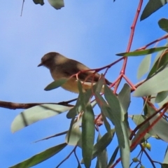 Acanthiza chrysorrhoa (Yellow-rumped Thornbill) at Fadden, ACT - 26 Mar 2020 by RodDeb