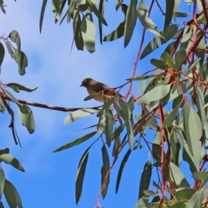 Acanthiza chrysorrhoa at Fadden, ACT - 26 Mar 2020