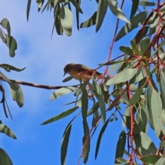 Acanthiza chrysorrhoa at Fadden, ACT - 26 Mar 2020