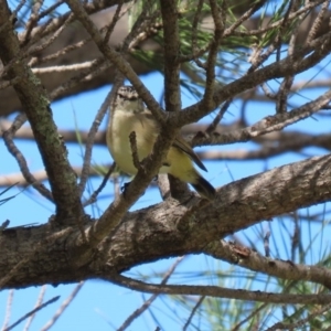 Acanthiza chrysorrhoa at Fadden, ACT - 26 Mar 2020