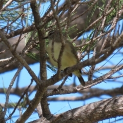 Acanthiza chrysorrhoa at Fadden, ACT - 26 Mar 2020