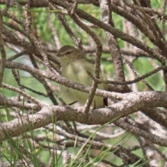 Smicrornis brevirostris (Weebill) at Fadden, ACT - 26 Mar 2020 by RodDeb