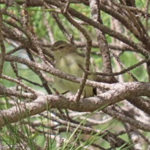 Smicrornis brevirostris at Fadden, ACT - 26 Mar 2020