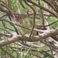 Smicrornis brevirostris at Fadden, ACT - 26 Mar 2020