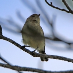 Smicrornis brevirostris at Fadden, ACT - 26 Mar 2020