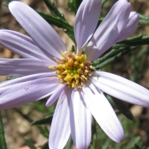 Olearia tenuifolia at Paddys River, ACT - 27 Mar 2020