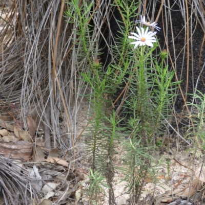 Olearia tenuifolia (Narrow-leaved Daisybush) at Tidbinbilla Nature Reserve - 27 Mar 2020 by RobParnell