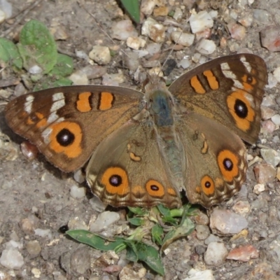 Junonia villida (Meadow Argus) at Tidbinbilla Nature Reserve - 27 Mar 2020 by RobParnell