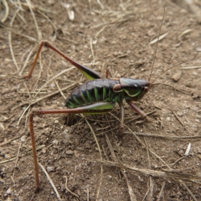 Austrodectes monticolus (Australian shield-back katydid) at Kosciuszko National Park - 25 Feb 2020 by RobParnell