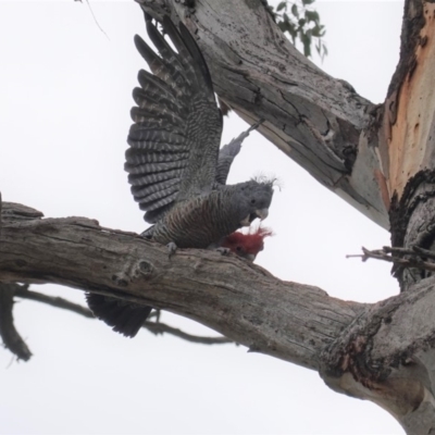 Callocephalon fimbriatum (Gang-gang Cockatoo) at Hughes Grassy Woodland - 27 Mar 2020 by JackyF