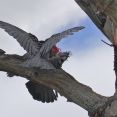 Callocephalon fimbriatum at Hughes, ACT - 27 Mar 2020