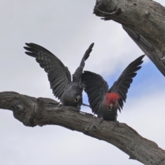 Callocephalon fimbriatum at Hughes, ACT - 27 Mar 2020