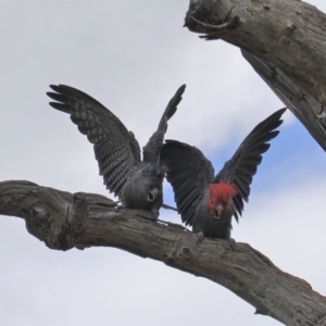 Callocephalon fimbriatum at Hughes, ACT - 27 Mar 2020