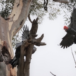 Callocephalon fimbriatum at Hughes, ACT - 27 Mar 2020