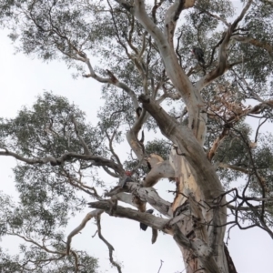 Callocephalon fimbriatum at Hughes, ACT - 27 Mar 2020