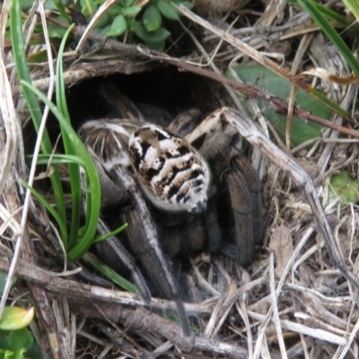 Tasmanicosa sp. (genus) (Unidentified Tasmanicosa wolf spider) at Kosciuszko National Park - 25 Feb 2020 by RobParnell