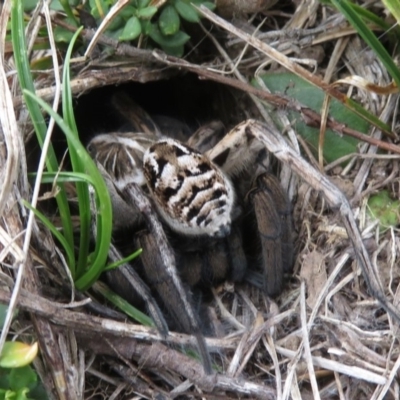 Tasmanicosa sp. (genus) (Unidentified Tasmanicosa wolf spider) at Kosciuszko National Park, NSW - 25 Feb 2020 by RobParnell