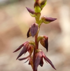 Corunastylis clivicola (Rufous midge orchid) at Black Mountain - 27 Mar 2020 by shoko