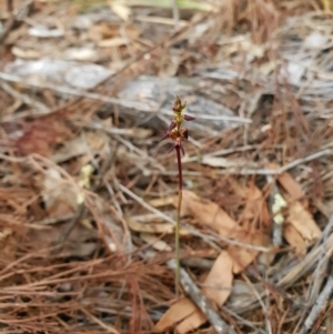 Corunastylis clivicola at Acton, ACT - 27 Mar 2020