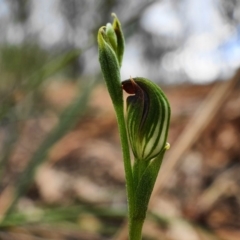 Speculantha rubescens (Blushing Tiny Greenhood) at Hackett, ACT - 27 Mar 2020 by shoko