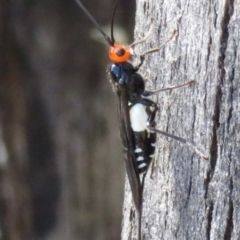 Callibracon capitator (White Flank Black Braconid Wasp) at Tidbinbilla Nature Reserve - 27 Mar 2020 by RobParnell