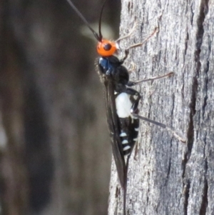 Callibracon capitator at Paddys River, ACT - 27 Mar 2020