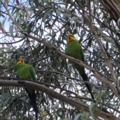 Polytelis swainsonii (Superb Parrot) at Hughes Grassy Woodland - 27 Mar 2020 by JackyF