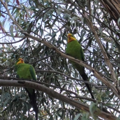 Polytelis swainsonii (Superb Parrot) at Hughes Grassy Woodland - 27 Mar 2020 by JackyF