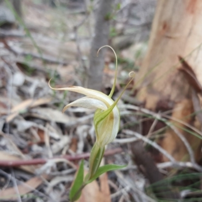Diplodium ampliatum (Large Autumn Greenhood) at Isaacs Ridge and Nearby - 27 Mar 2020 by Mike