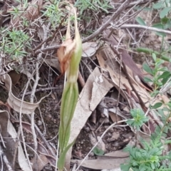 Diplodium ampliatum at Isaacs Ridge - suppressed