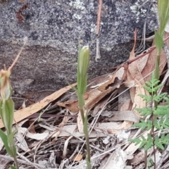 Diplodium ampliatum at Isaacs Ridge - suppressed