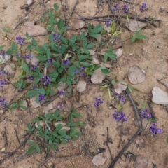 Glycine tabacina (Variable Glycine) at Deakin, ACT - 27 Mar 2020 by JackyF