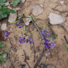 Glycine tabacina at Deakin, ACT - 27 Mar 2020 03:26 PM