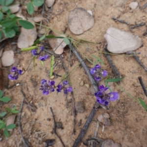 Glycine tabacina at Deakin, ACT - 27 Mar 2020