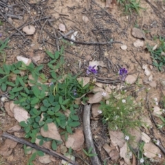 Glycine tabacina at Deakin, ACT - 27 Mar 2020 03:26 PM