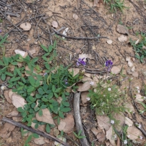 Glycine tabacina at Deakin, ACT - 27 Mar 2020