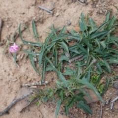 Convolvulus angustissimus subsp. angustissimus (Australian Bindweed) at Red Hill to Yarralumla Creek - 27 Mar 2020 by JackyF