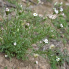 Vittadinia muelleri (Narrow-leafed New Holland Daisy) at Deakin, ACT - 27 Mar 2020 by JackyF