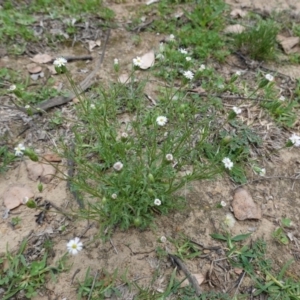 Vittadinia muelleri at Deakin, ACT - 27 Mar 2020