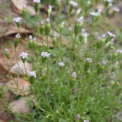 Vittadinia muelleri (Narrow-leafed New Holland Daisy) at Deakin, ACT - 27 Mar 2020 by JackyF