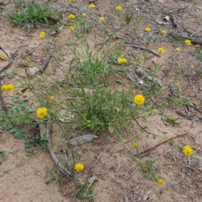 Calotis lappulacea (Yellow Burr Daisy) at Deakin, ACT - 27 Mar 2020 by JackyF