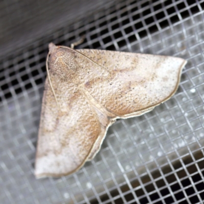 Mnesampela lenaea (Rippled Gum Moth) at O'Connor, ACT - 26 Mar 2020 by ibaird