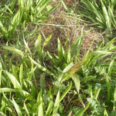 Panicum capillare/hillmanii (Exotic/Invasive Panic Grass) at Yarralumla, ACT - 20 Mar 2020 by MichaelMulvaney