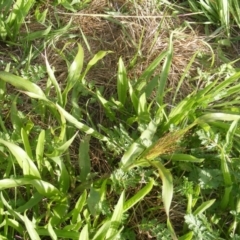 Panicum capillare/hillmanii at Yarralumla, ACT - 20 Mar 2020 12:00 AM