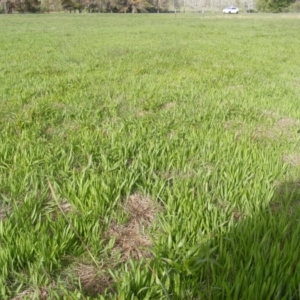 Panicum capillare/hillmanii at Yarralumla, ACT - 20 Mar 2020 12:00 AM