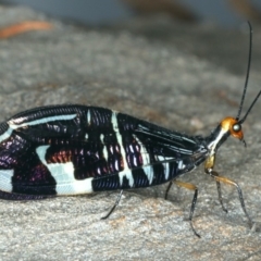 Porismus strigatus (Pied Lacewing) at Majura, ACT - 27 Mar 2020 by jb2602